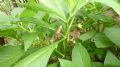 Scopolia carniolica